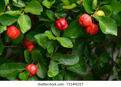 Thai Cherry (થાઈ ચેરી)